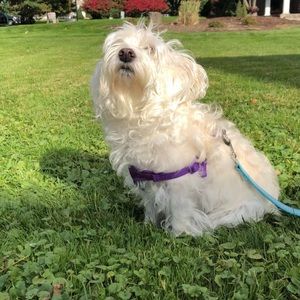 Meet your Posher, Taylor